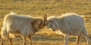 What types of composite fabrics are there for animal fiber fabrics?