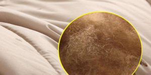 What are the advantages and disadvantages of camel hair quilts?  Can camel hair quilts be washed?  Composite fabric information