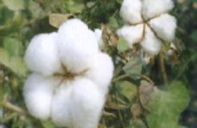 Advantages and benefits of cotton fabrics (Advantages and disadvantages of rayon fabrics)