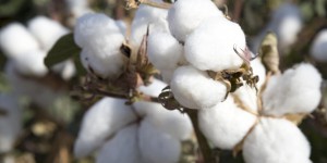 What is the difference between combed cotton and pure cotton (which one is better, combed cotton or pure cotton)