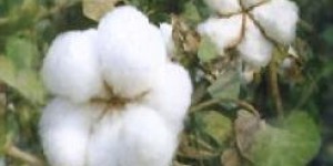Advantages and benefits of cotton fabrics (Advantages and disadvantages of rayon fabrics)