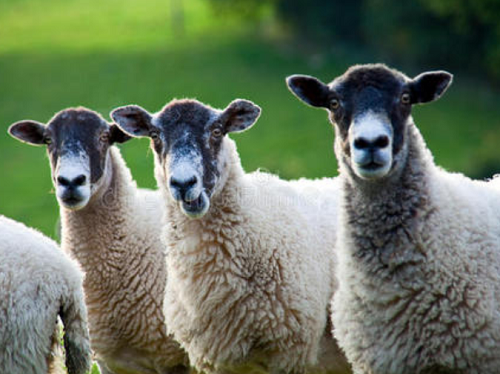 What kinds of animal fiber fabrics are there?